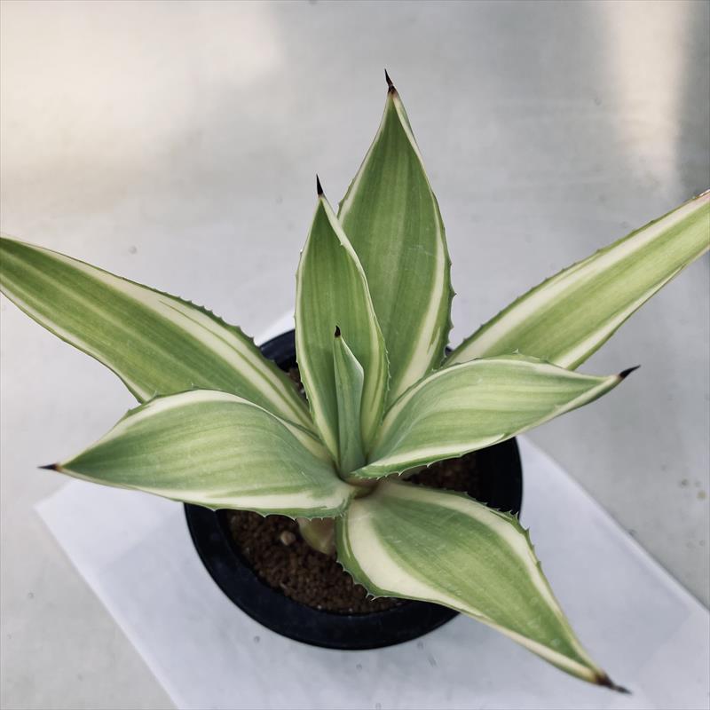 多肉植物：アガベ メリデンシス錦 ジョーホーク*M 幅20cm | サボテン