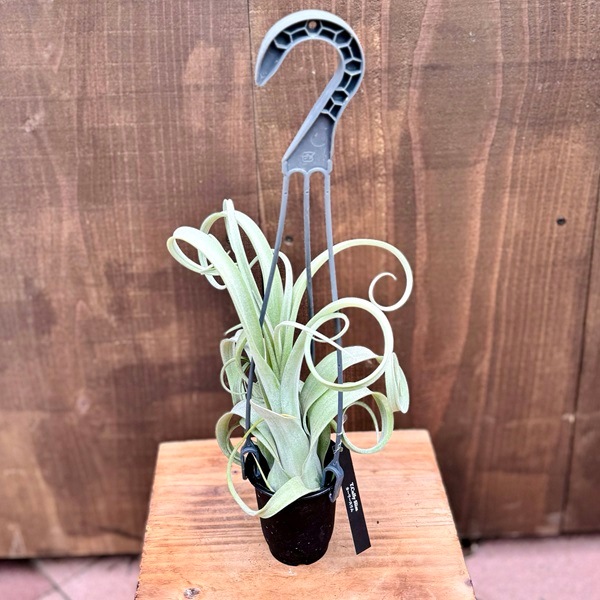 観葉植物：チランジア エアープランツ カーリースリム XXL 吊り鉢*エア