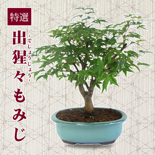 盆栽：特選 出猩々もみじ*(瀬戸焼みどり楕円鉢) ＜2025年落葉＞ momiji