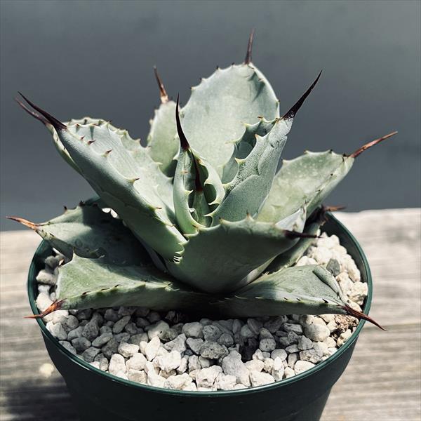 多肉植物：アガベ 八荒雷神 広葉 幅広達磨*幅7cm | サボテン＆多肉