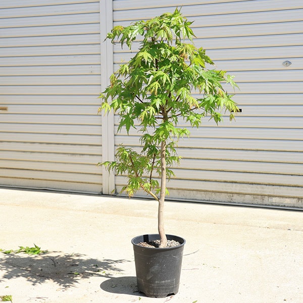 庭木 植木：イロハもみじ*（いろはもみじ）単木 ポット 7号良品 紅葉