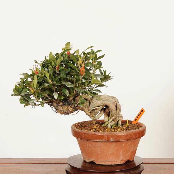 盆栽：実成梔子 *現品 一点物くちなし クチナシ Minarikuchinashi