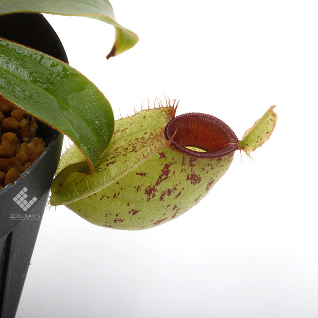 Nepenthes ampullaria 