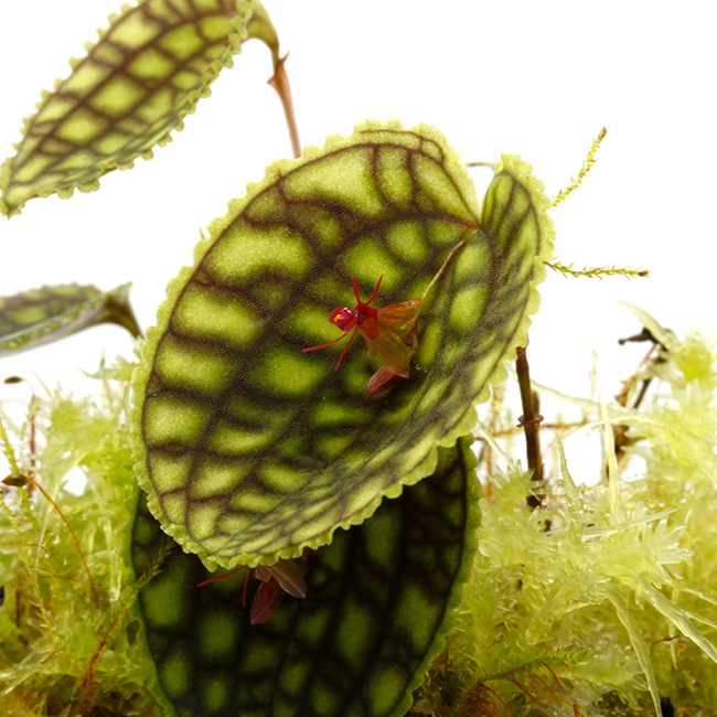 Lepanthes calodictyon [ レパンテス・カロディクティオン