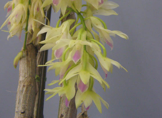 まらぎ　アメジストグロッサム　セレベンシス デンドロビューム アメジストグロッサム<BR>Den.amethystoglossum【花