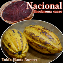カカオの木 苗 [品種:ナシオナル] Theobroma cacao Nacional