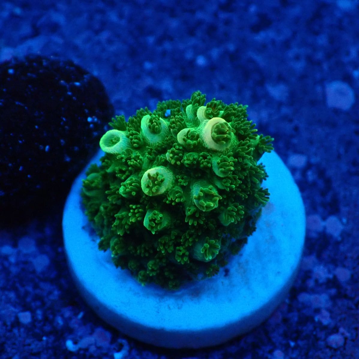 サンゴ,フラグサンゴ,ミドリイシ | CENTRAL CORAL