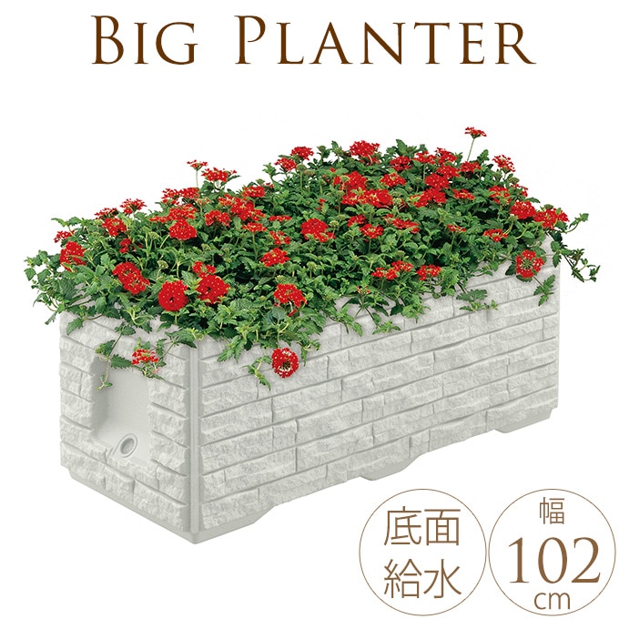 超美形。仕立てフェイジョア1.7M(鉢底から)品番C 1 フェイジョア