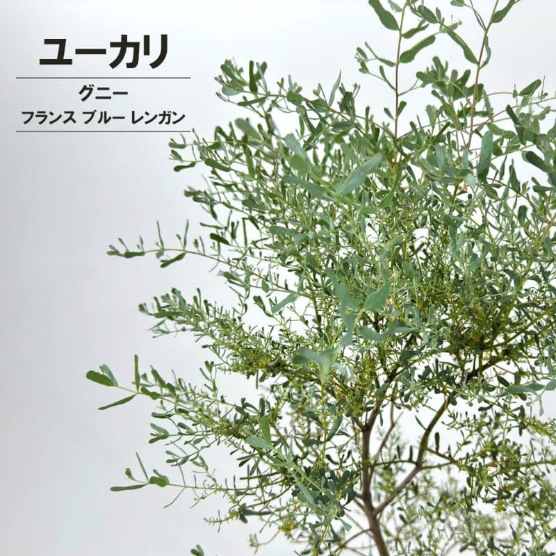 ユーカリ グニー フランスブルーレンガン 6号 観葉植物 greenery