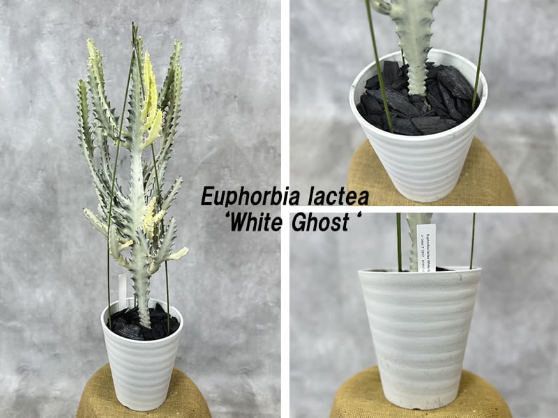 ユーフォルビア ホワイトゴースト 6号鉢 観葉植物 通販 greenery