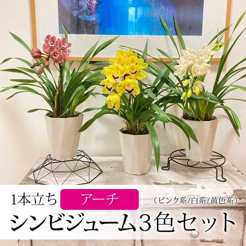 手軽にシンビジューム 1本立ち（アーチ）3色セット（ピンク・黄色・白