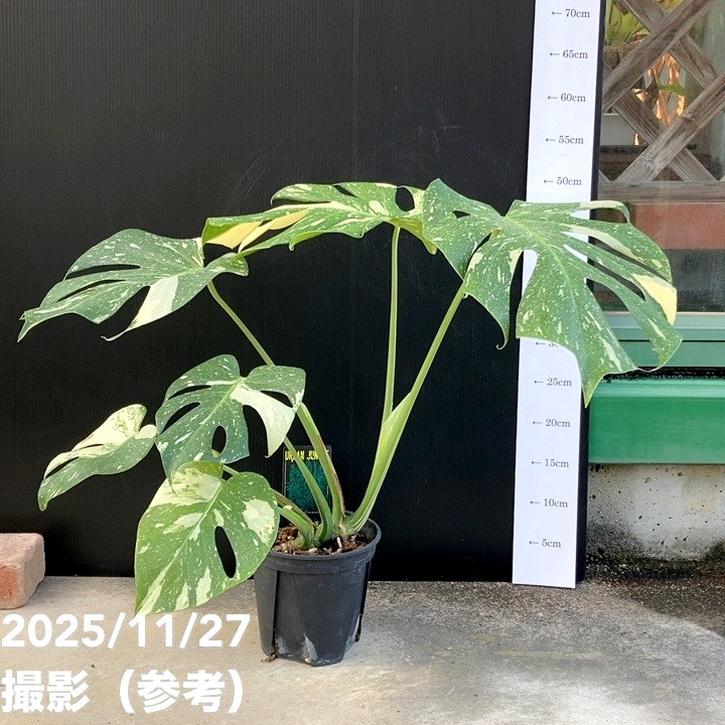 現品お届け】モンステラ タイコンステレーション Monstera deliciosa