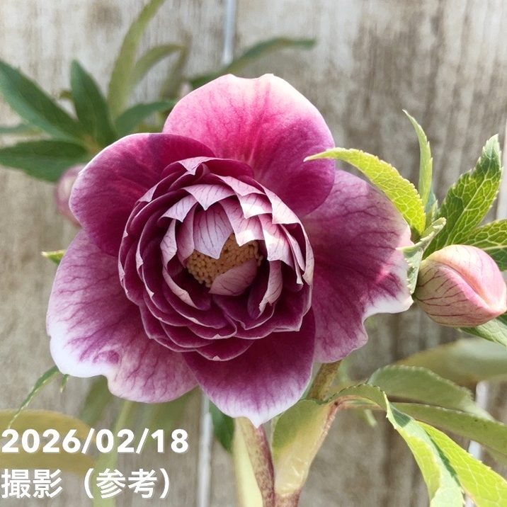 一点物】広瀬園芸 クリスマスローズ 4.5号（HR33）｜山野04-PA | 草花