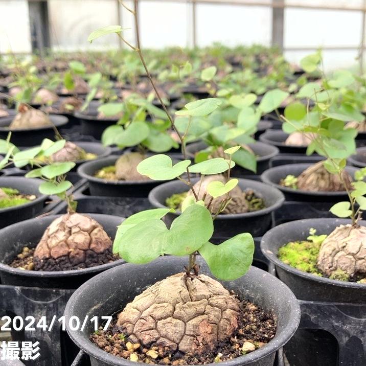 亀甲竜 キッコウリュウ ディオスコレア エレファンティペス 3号｜観葉