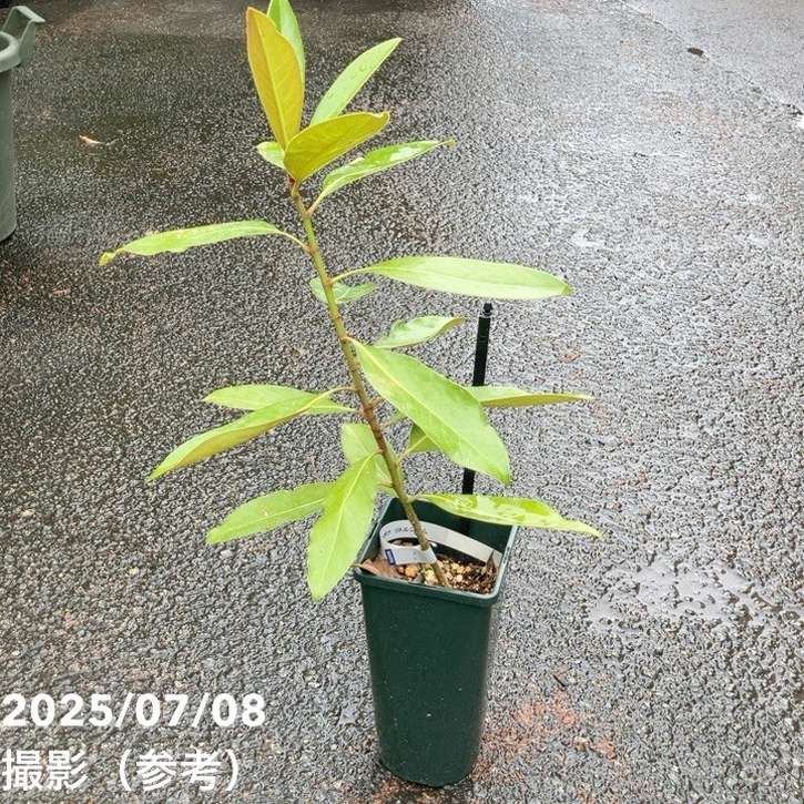 タイサンボク リトルジェム 4号｜花木04-PA | 花木・庭木 | 赤塚植物園