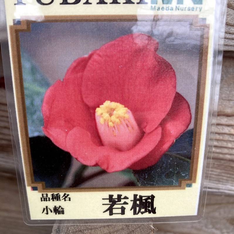 椿 ツバキ 4号 若楓［こだわりの前田ナーセリー苗］｜花木04-PA | 花木