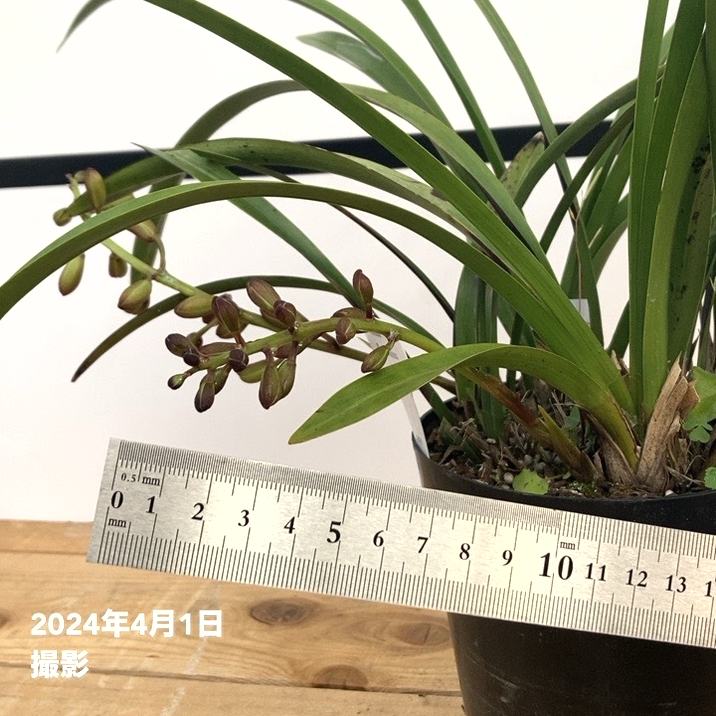 限定2鉢】＜まもなく開花～開花中 花芽5個＞キンリョウヘン 4号（原種