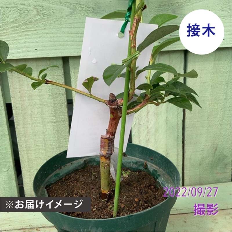 ブルーベリー サザンハイブッシュ系 マグノリア（接木苗）4.5～5号