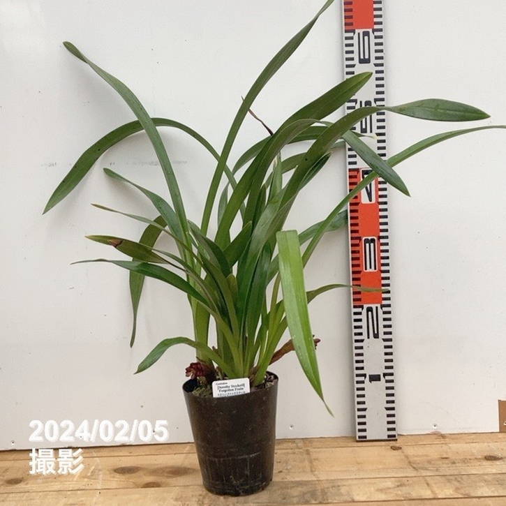 花芽2個＞フォアゴットンフルーツ 4号｜ミツバチ蘭｜洋蘭10-TU | 草花