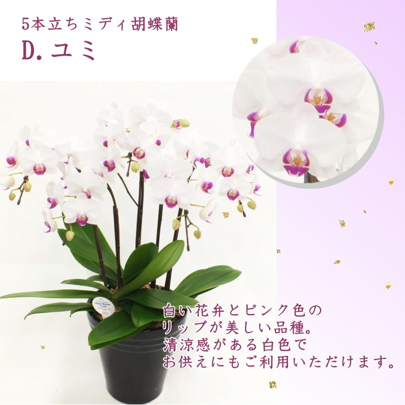 受賞歴多数！椎名洋ラン園のミディ胡蝶蘭 5本立ち ※送料込｜洋蘭10-SI