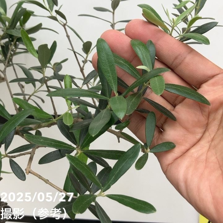 現品お届け】オリーブ 8号 ネバディロブランコ｜果樹10-TU | 果樹