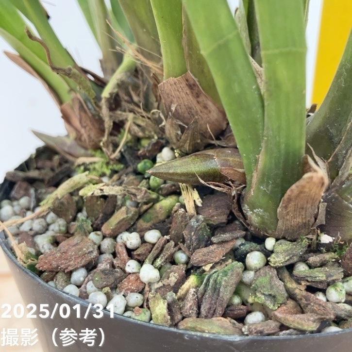 花芽3個＞ミスマフェット 4号｜ミツバチ蘭｜洋蘭10-TU | 草花,蘭