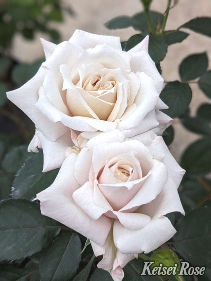 バラ大苗 希成（きなり） 4.5号ロングポット 京成バラ園芸｜花木04-PA