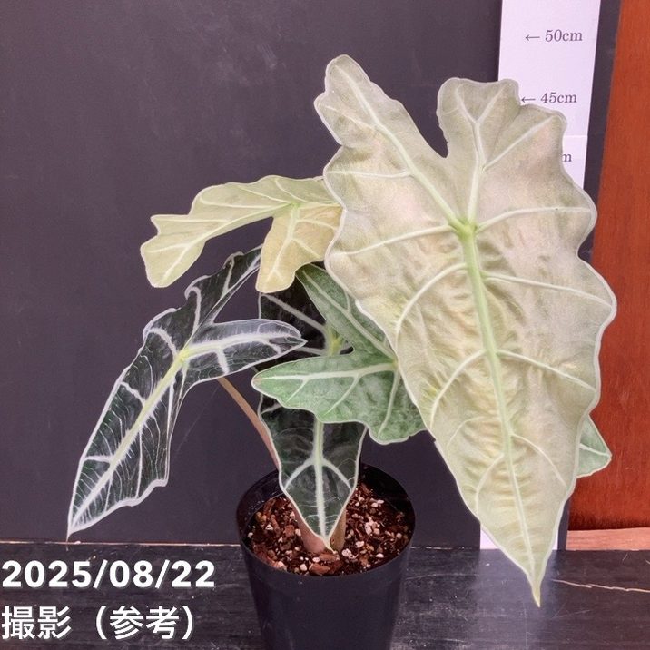 アロカシア アマゾニカ ミント バリエガータ 斑入り Alocasia x