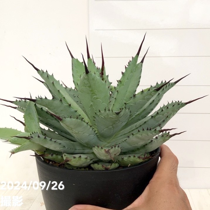 現品お届け】アガベ 5号 チタノタ 曲刺八荒雷神 Agave macroacantha