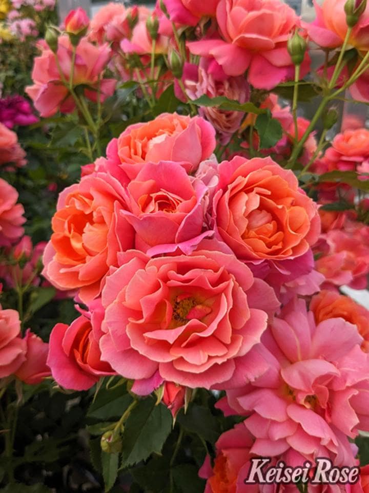 バラ大苗 ディズニーランド ローズ 4.5号ロングポット 京成バラ園芸