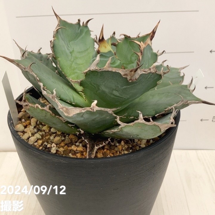 現品お届け】アガベ 5号 チタノタ 白鯨（A6）｜観葉01-D1 | 観葉・多肉