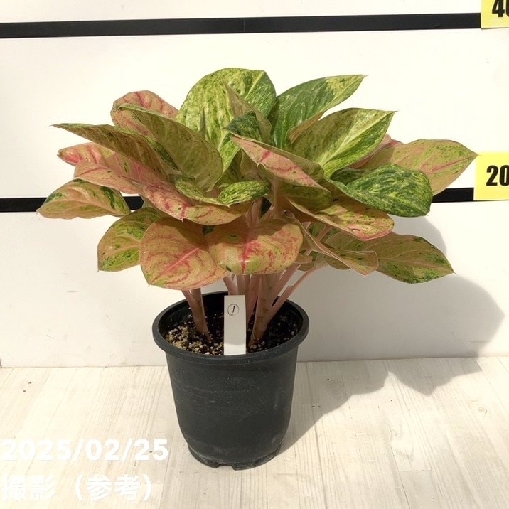 激レア！現品お届け】アグラオネマ 5号 ピンクイメリタス（1）｜観葉10