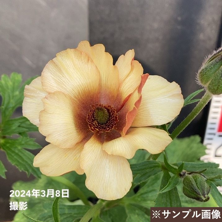 ラナンキュラス ラックスシリーズ 3.5～4号 ウラノス｜草花04-PA