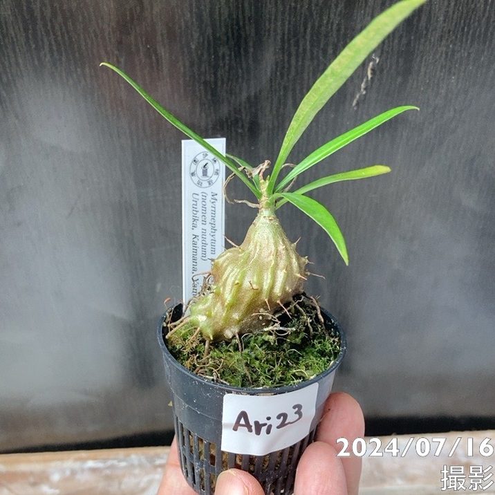 現品お届け】アリ植物 ミルメフィツム Myrmephytum longissimum（nomen