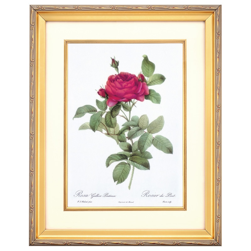 洋書】ROSES ボタニカルアート バラ 英国王立園芸協会アーカイブ 洋書