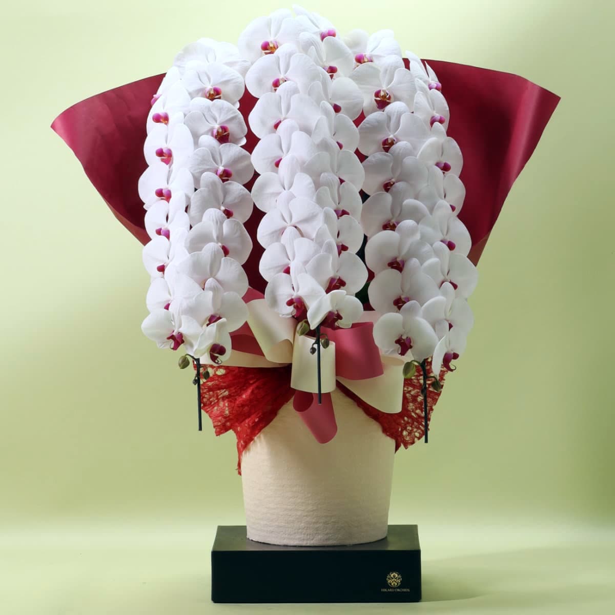 胡蝶蘭 3本立ち赤リップ48輪以上 [000327] の通販 | ヒカル・オーキッド