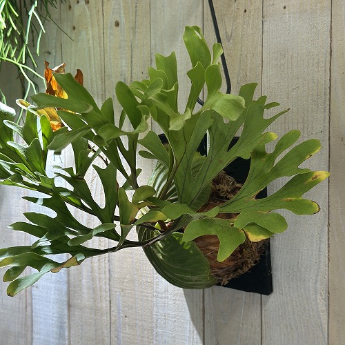 コウモリラン(ビカクシダ) リドレイ ワイルド 板付(現品)｜芳樹園