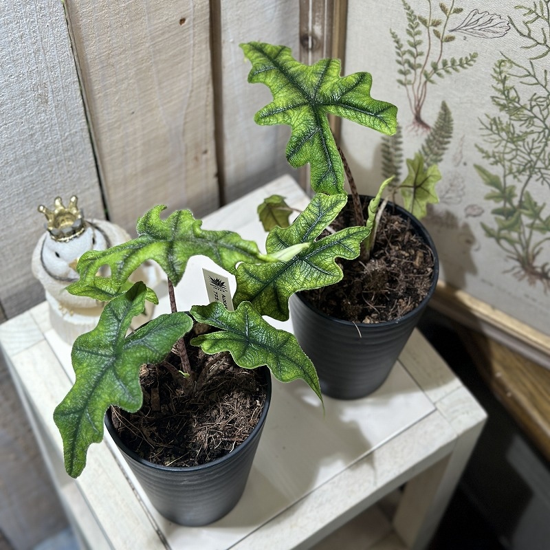 アロカシア ジャックリン 3.5号ロング鉢(個体おまかせ1鉢)｜芳樹園