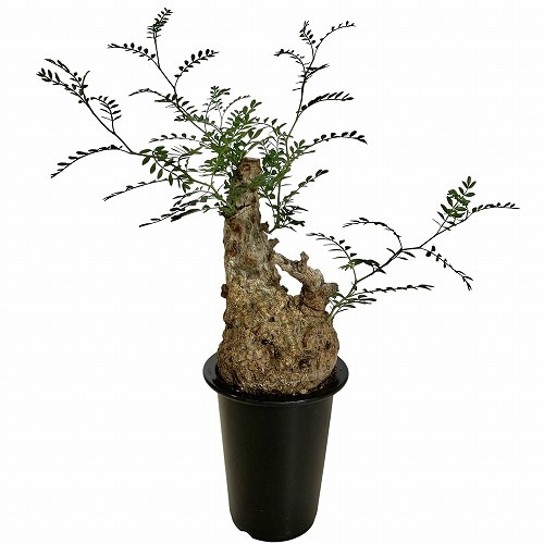 オペルクリカリア パキプス 4.5号ロング黒鉢｜芳樹園オンラインショップ