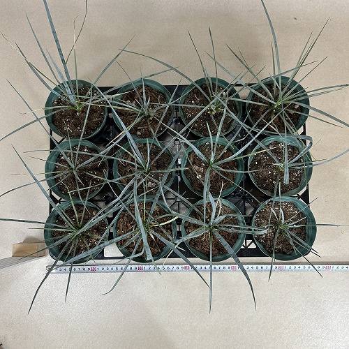 ユッカ ロストラータ 4号スリット鉢(個体おまかせ1鉢)｜芳樹園