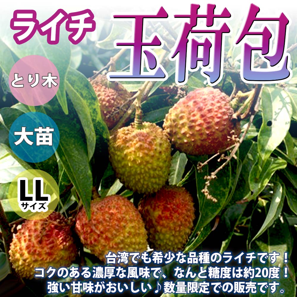 ライチ 玉荷包(ぎょくかほう)とり木大苗 LLサイズ 5～6年生苗」【6号