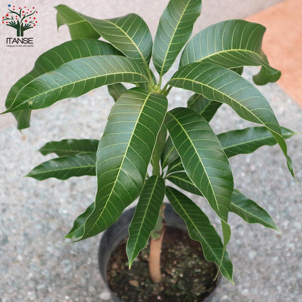 マンゴーの苗木 ナンドクマイ【果樹の苗木 6号硬質ポット 2年生 接木苗