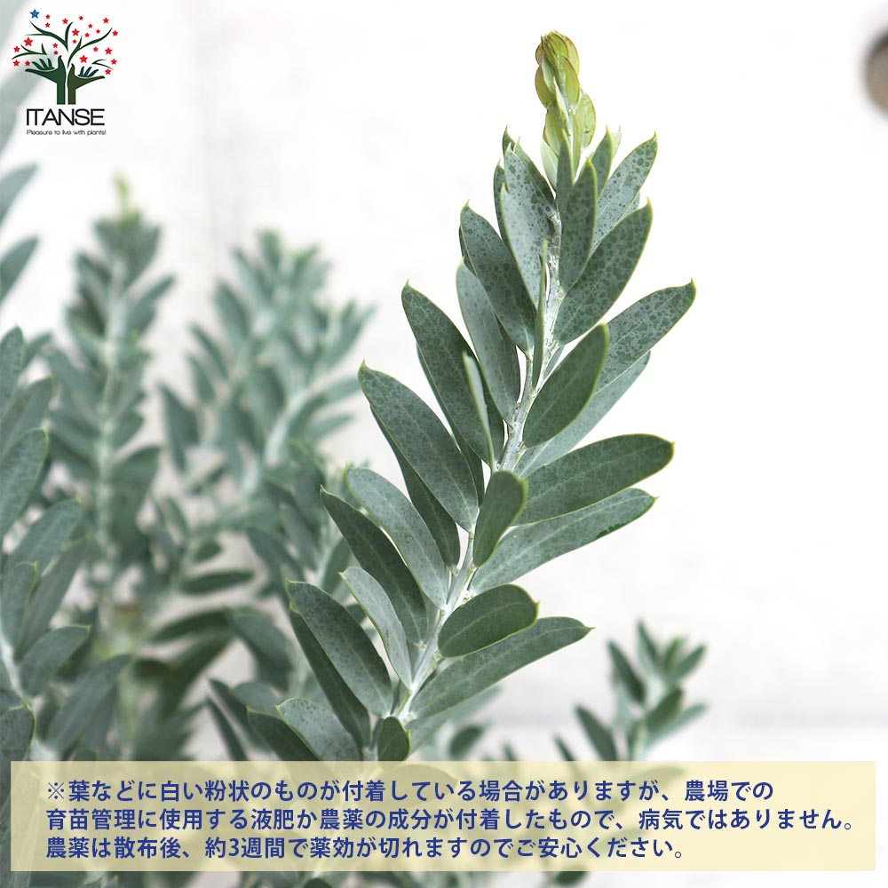 アカシア ブルーブッシュ【花苗 7号茶鉢】｜ 【植物のITANSE
