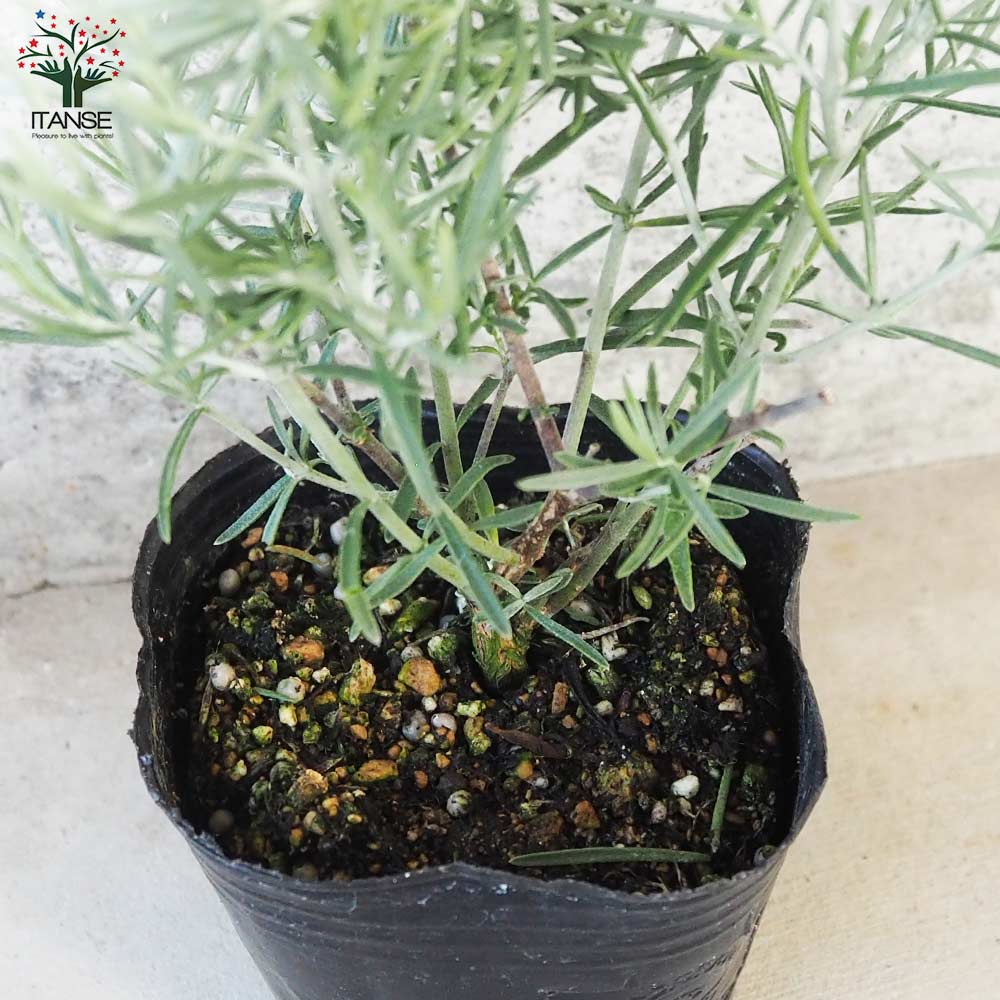 ミントブッシュ シルバーリーフ【花苗 3号ポット】｜ 【植物の