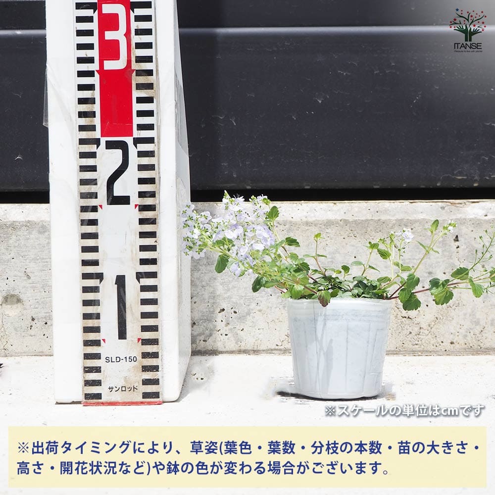 ベロニカ マダムマルシア 2個～【花苗 3号ポット】｜ 【植物の