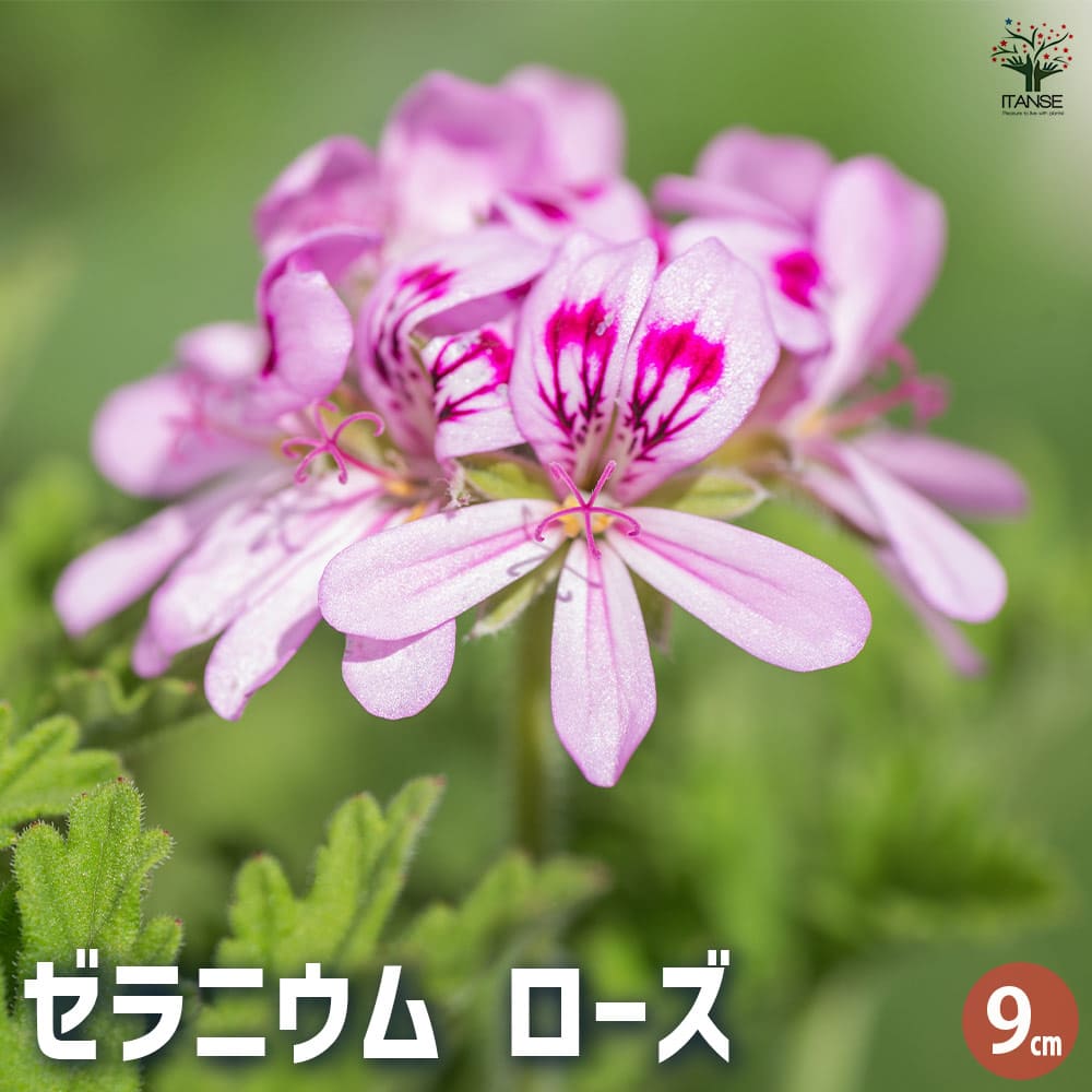 ゼラニウム ローズ 【ハーブの苗 9cmポット】｜ 【植物のITANSE