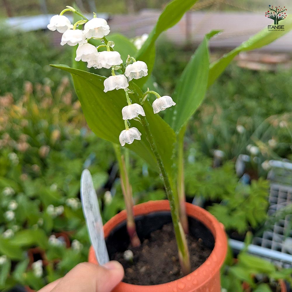 ニホンスズラン 2～3芽 【花苗 3.5号】｜ 【植物のITANSE】全品