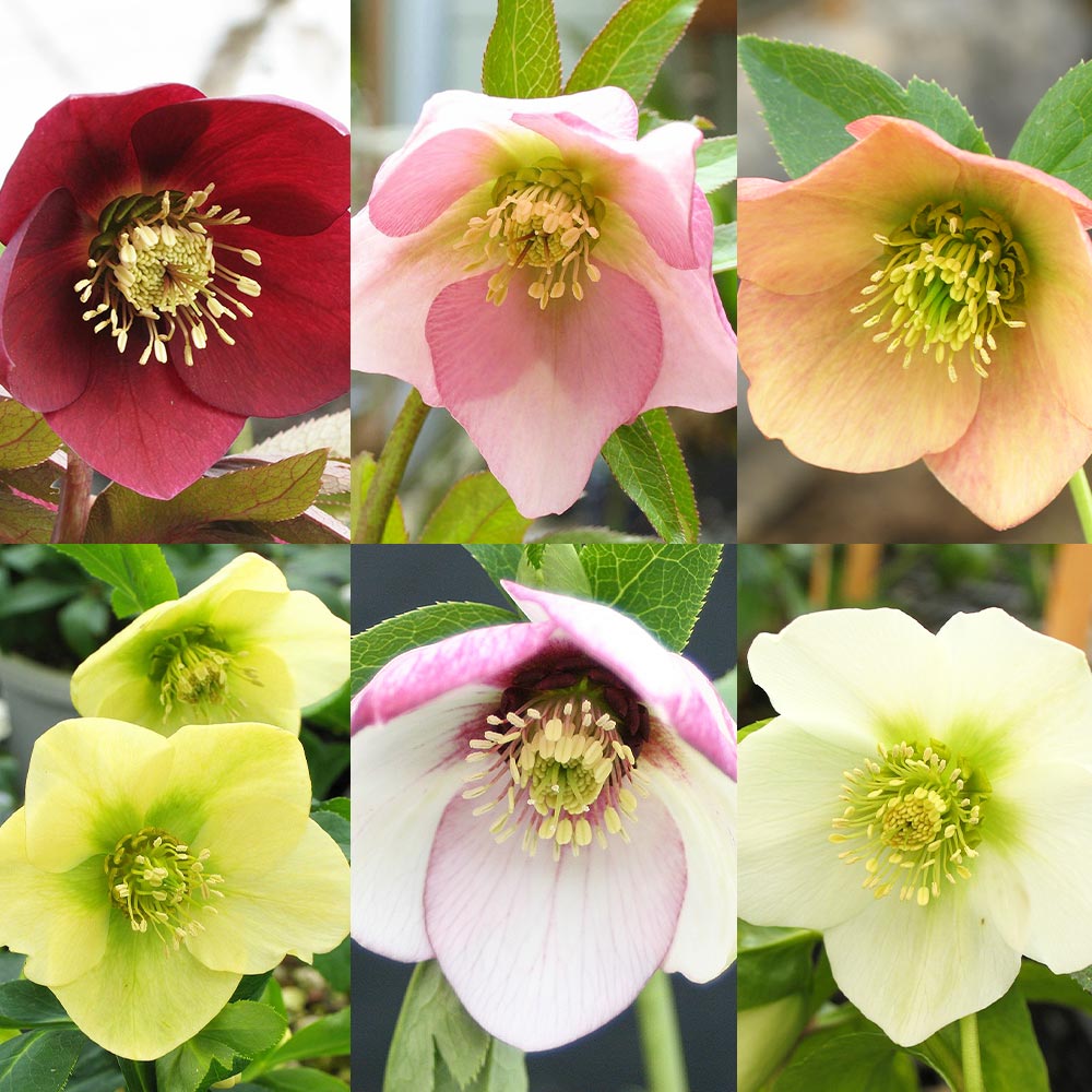 クリスマスローズ シングル咲きMIX2個～ 【花苗 3号】｜ 【植物の