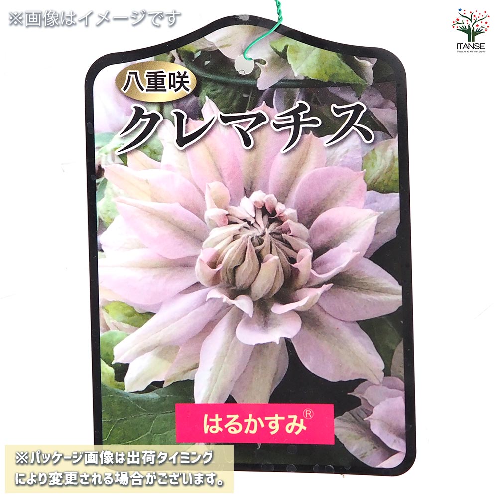クレマチス はるかすみ 【花苗 4号／1個売り】｜ 【植物のITANSE