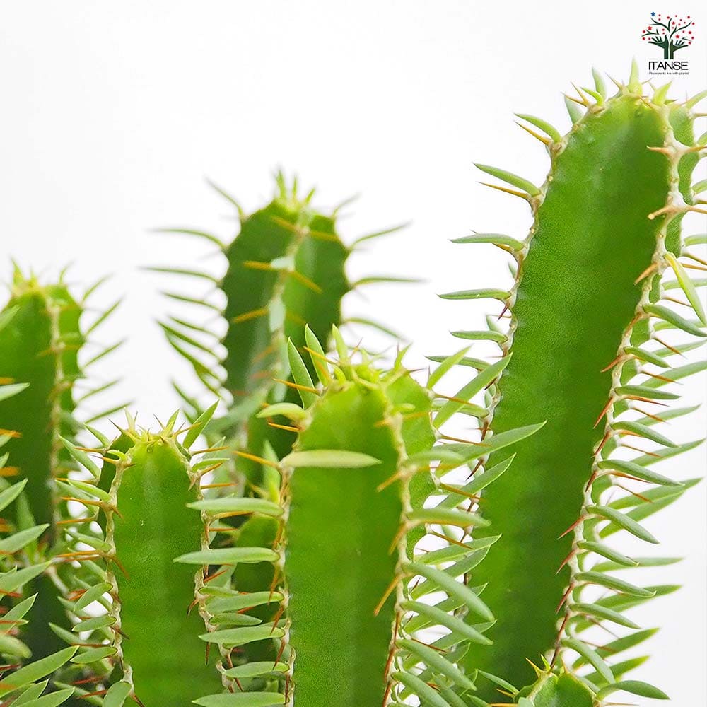 ユーフォルビア ムランジーナ 【多肉植物 4号／1個売り】｜ 【植物の